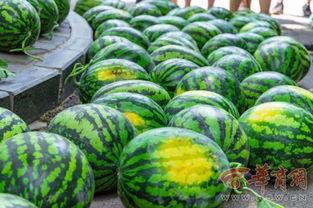 云南中医药大学姜诗妍今日吃瓜,云南中医药大学今日瓜香四溢，揭秘校园生活点滴